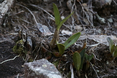 Dendrobium speciosum (Queensland, AU) - Photo credit: Hugo Innes