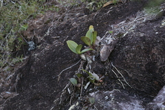 Dendrobium speciosum (Queensland, AU) - Photo credit: Hugo Innes