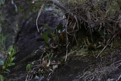 Dendrobium speciosum (Queensland, AU) - Photo credit: Hugo Innes