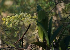 Dendrobium speciosum (Cowan NSW 2081, Australia) - Photo credit: Tim