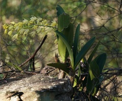 Dendrobium speciosum (Cowan NSW 2081, Australia) - Photo credit: Tim