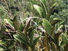 Dendrobium speciosum (Queensland, AU) - Photo credit: Dao Nguyen and James Hardcastle