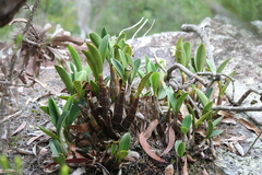 Dendrobium speciosum (New South Wales, AU) - Photo credit: mitchell holliday