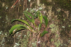 Dendrobium speciosum (New South Wales, AU) - Photo credit: mitchell holliday