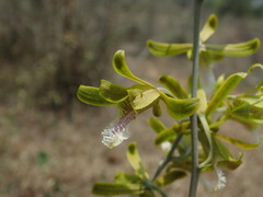 Eulophia epidendraea (Tiruppur, Tamil Nadu, India) - Photo credit: Daniel Cahen