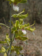 Eulophia epidendraea (Tiruppur, Tamil Nadu, India) - Photo credit: Daniel Cahen