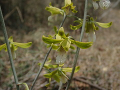 Eulophia epidendraea (Tiruppur, Tamil Nadu, India) - Photo credit: Daniel Cahen