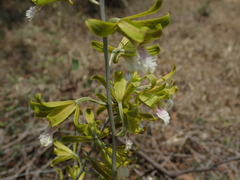 Eulophia epidendraea (Tiruppur, Tamil Nadu, India) - Photo credit: Daniel Cahen