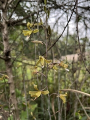 Eulophia epidendraea (Karnataka, IN) - Photo credit: Chayant Gonsalves