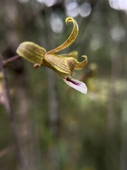 Eulophia epidendraea (Karnataka, IN) - Photo credit: Chayant Gonsalves