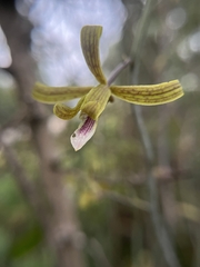 Eulophia epidendraea (Karnataka, IN) - Photo credit: Chayant Gonsalves