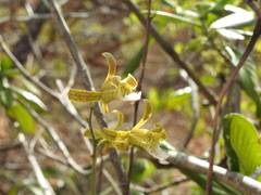Eulophia epidendraea (Chittoor, IN-AP, IN) - Photo credit: Hopeland