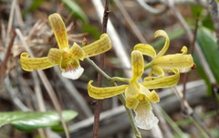 Eulophia epidendraea (Chittoor, IN-AP, IN) - Photo credit: Hopeland
