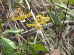 Eulophia epidendraea (Chittoor, IN-AP, IN) - Photo credit: Hopeland