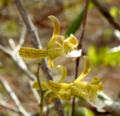 Eulophia epidendraea (Chittoor, IN-AP, IN) - Photo credit: Hopeland