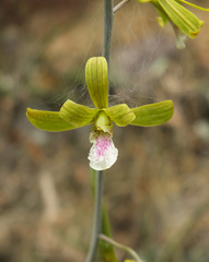 Eulophia epidendraea (Papanasam R.F., Tamil Nadu, India) - Photo credit: Siddarth Machado