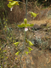 Eulophia epidendraea (Papanasam R.F., Tamil Nadu, India) - Photo credit: Siddarth Machado