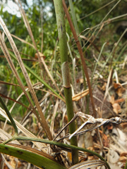 Eulophia epidendraea (Papanasam R.F., Tamil Nadu, India) - Photo credit: Siddarth Machado