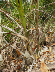 Eulophia epidendraea (Papanasam R.F., Tamil Nadu, India) - Photo credit: Siddarth Machado