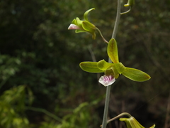 Eulophia epidendraea (Papanasam R.F., Tamil Nadu, India) - Photo credit: Siddarth Machado