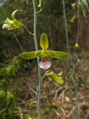 Eulophia epidendraea (Papanasam R.F., Tamil Nadu, India) - Photo credit: Siddarth Machado