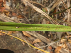 Eulophia epidendraea (Papanasam R.F., Tamil Nadu, India) - Photo credit: Siddarth Machado