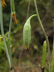 Eulophia epidendraea (Papanasam R.F., Tamil Nadu, India) - Photo credit: Siddarth Machado