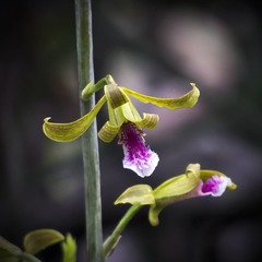 Eulophia epidendraea (Papanasam, Tamil Nadu 627007, India) - Photo credit: Paulmathi Vinod